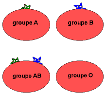 Caractéristiques des groupes sanguins