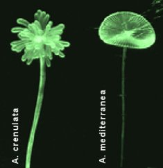 A. crenulata et A. Mediterranea